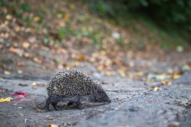 国米憾失5球超新星，AC米兰遗憾错过.